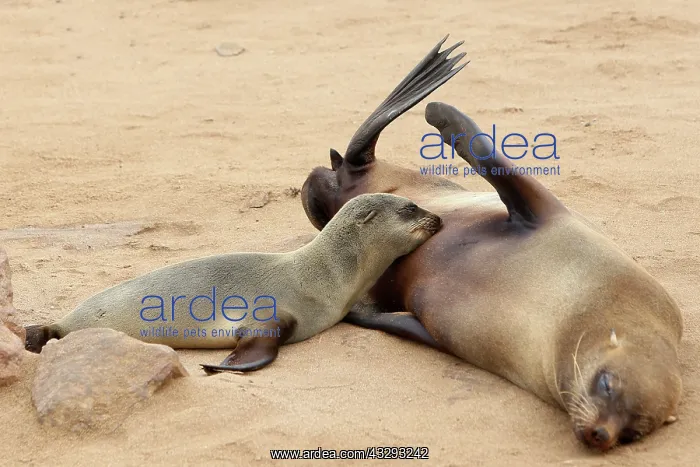  : Cape Cross Seal Reserve is a protected area owned by the gov