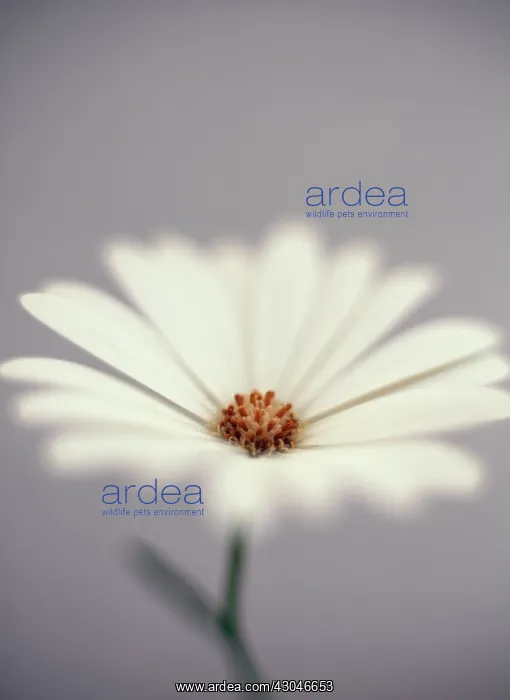 : Cape Daisy : Cape Daisy