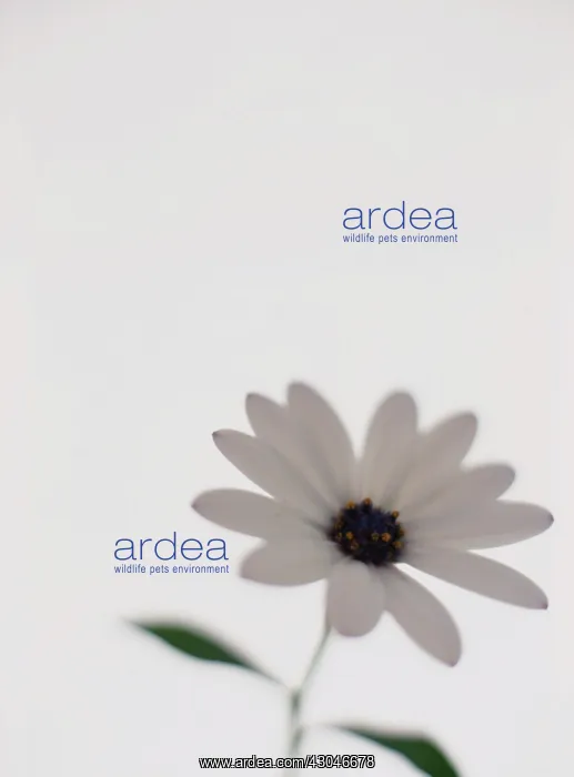 : Cape Daisy : Cape Daisy
