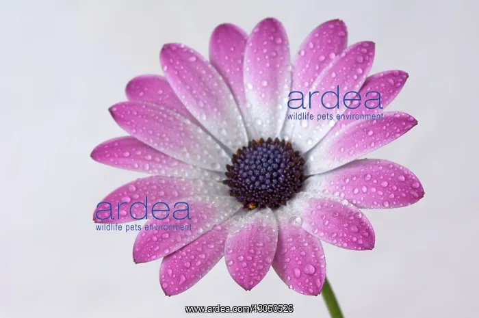 : Cape Daisy : Cape Daisy