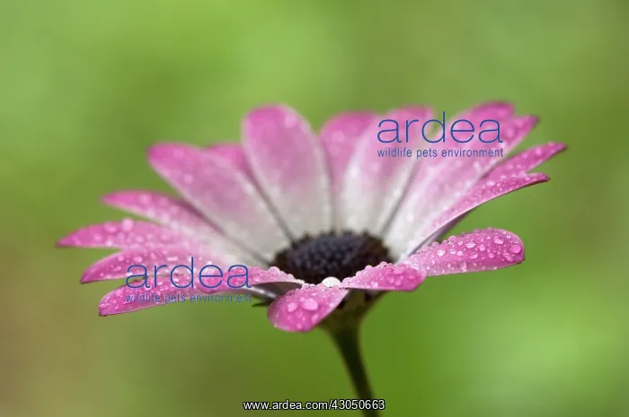 : Cape Daisy : Cape Daisy