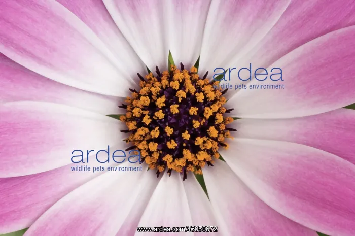 : Cape Daisy : Cape Daisy