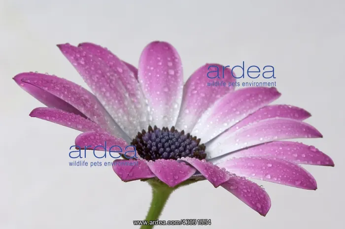 : Cape Daisy : Cape Daisy