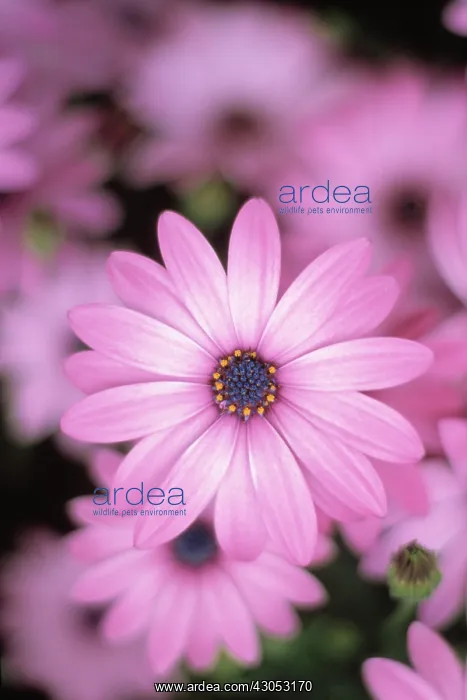 : Cape Daisy : Cape Daisy