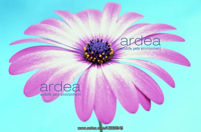 : Cape Daisy : Cape Daisy