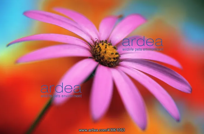 : Cape Daisy : Cape Daisy