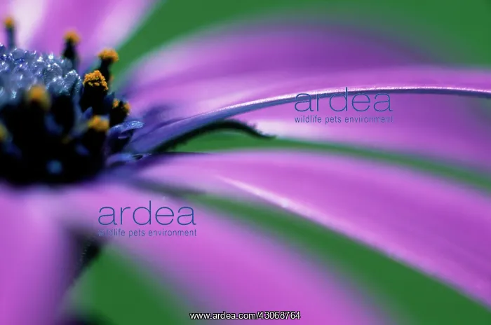 : Cape Daisy : Cape Daisy