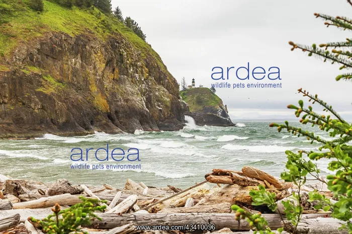 : Cape Disappointment State Park, Washington State : Cape Disappointment State Park, Washington State