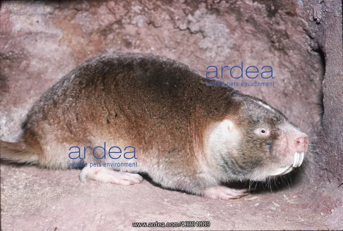 : Cape Dune Mole-rat - in burrow : Cape Dune Mole-rat - in burrow