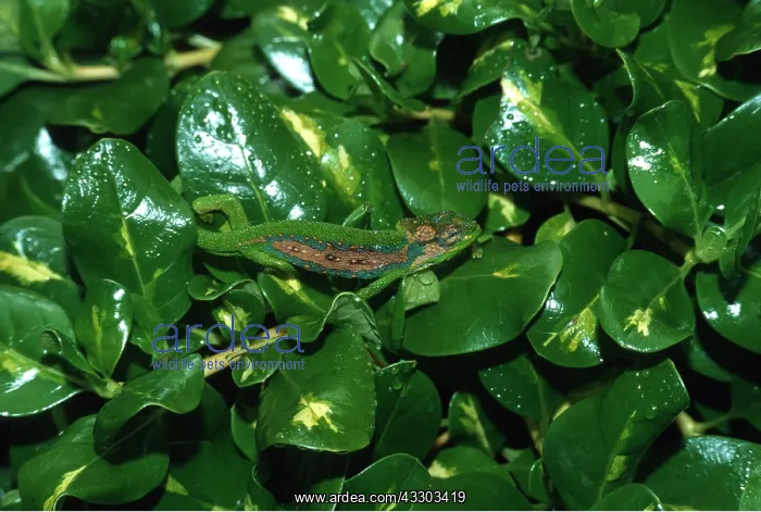 : CAPE DWARF CHAMELEON : CAPE DWARF CHAMELEON