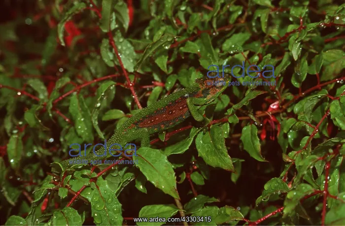 : CAPE DWARF CHAMELEON - camouflaged amongst leaves : CAPE DWARF CHAMELEON - camouflaged amongst leaves