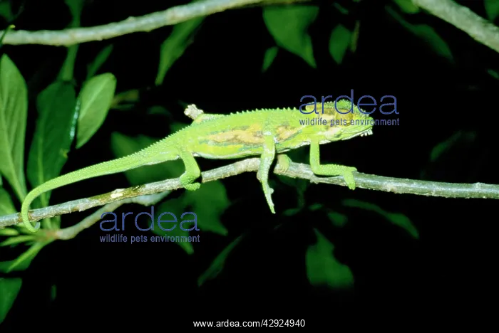 : Cape Dwarf Chameleon - Five legs with an extra : Cape Dwarf Chameleon - Five legs with an extra