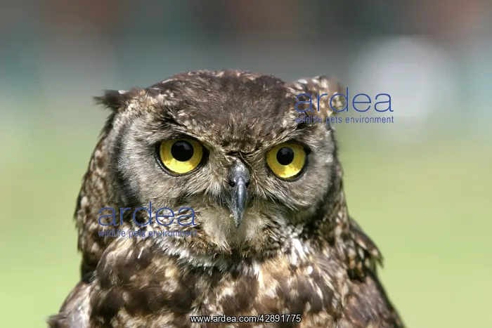 : Cape Eagle Owl : Cape Eagle Owl