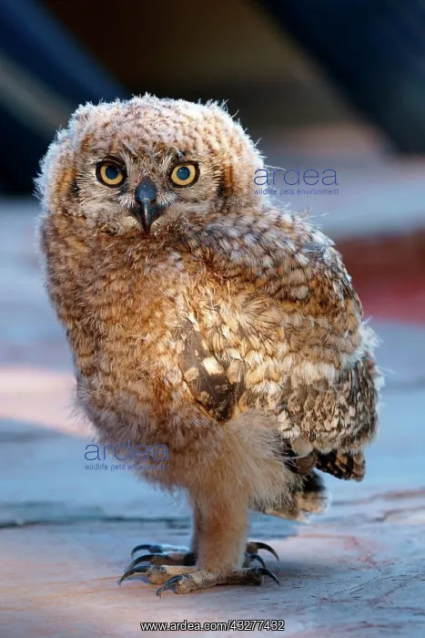 : Cape Eagle-Owl (Bubo capensis), young animal, Namibia : Cape Eagle-Owl (Bubo capensis), young animal, Namibia
