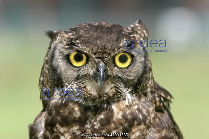 : Cape Eagle Owl - Close-up of head : Cape Eagle Owl - Close-up of head