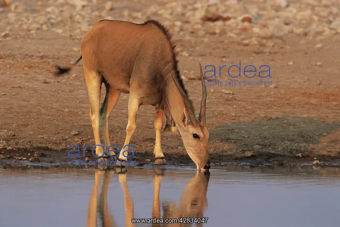 : Cape ELAND - at waterhole : Cape ELAND - at waterhole