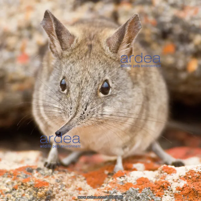 : A Cape Elephant Shrew at Bushman's Kloof : A Cape Elephant Shrew at Bushman's Kloof