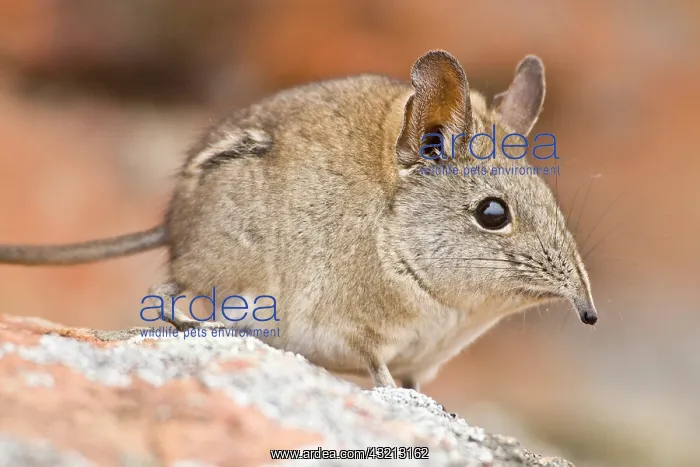 : A Cape Elephant Shrew at Bushman's Kloof : A Cape Elephant Shrew at Bushman's Kloof