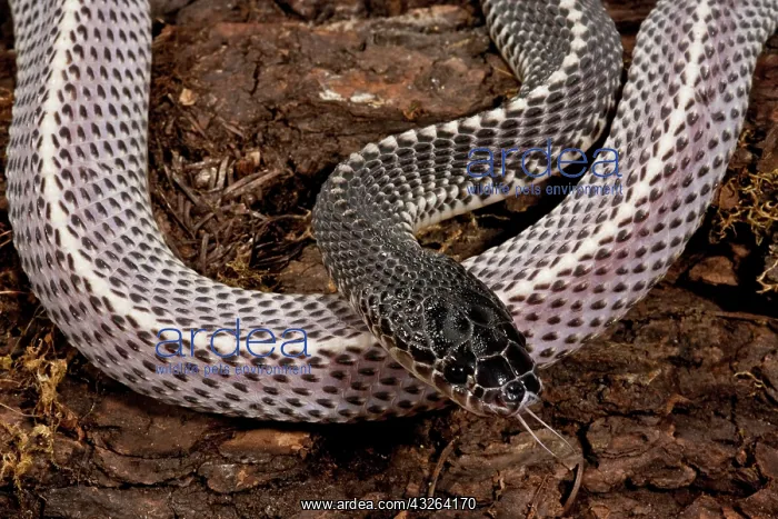 : Cape File Snake, Meheyla capensis, Native : Cape File Snake, Meheyla capensis, Native