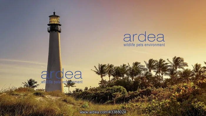 : cape florida lighthouse while sunset, miami : cape florida lighthouse while sunset, miami