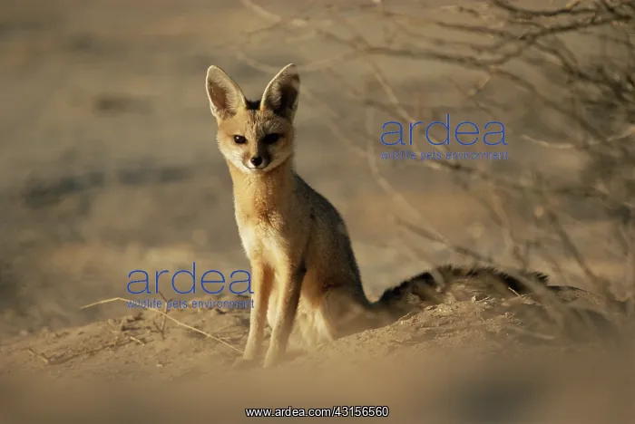 : Cape Fox (Vulpes chama) at den : Cape Fox (Vulpes chama) at den