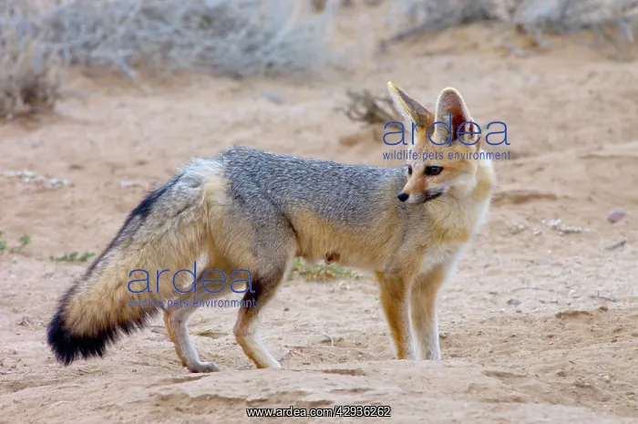  : Cape Fox - Adult standing beside burrow entrance
