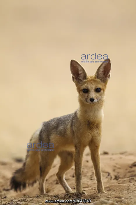 : Cape Fox - alert at its burrow - Kalahari Desert : Cape Fox - alert at its burrow - Kalahari Desert