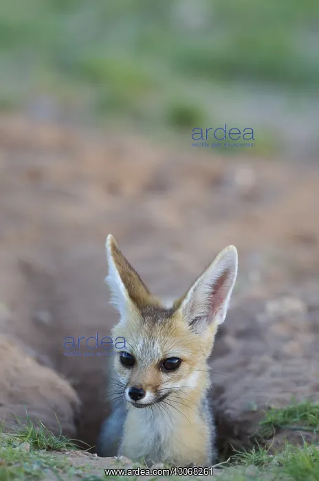 : Cape Fox - at its burrow - Kalahari Desert, Kgalagadi : Cape Fox - at its burrow - Kalahari Desert, Kgalagadi