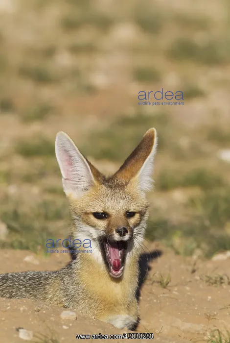 : Cape Fox - at its burrow - yawning - Kalahari Desert : Cape Fox - at its burrow - yawning - Kalahari Desert