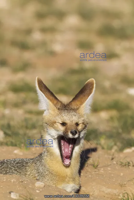: Cape Fox - at its burrow - yawning - Kalahari Desert : Cape Fox - at its burrow - yawning - Kalahari Desert