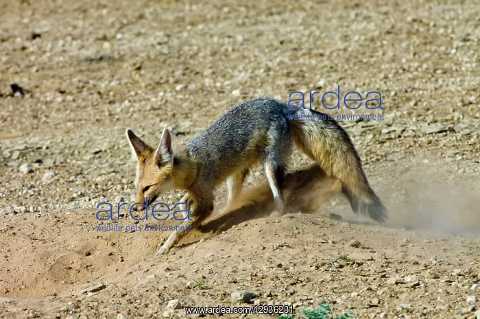 : Cape Fox - Digging at burrow entrance : Cape Fox - Digging at burrow entrance