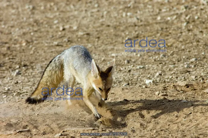 : Cape Fox - Digging at burrow entrance : Cape Fox - Digging at burrow entrance