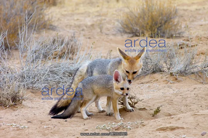 : Cape Fox - Female grooming pup : Cape Fox - Female grooming pup