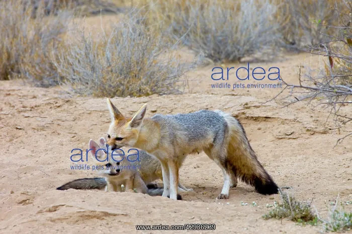 : Cape Fox - Female grooming pup : Cape Fox - Female grooming pup