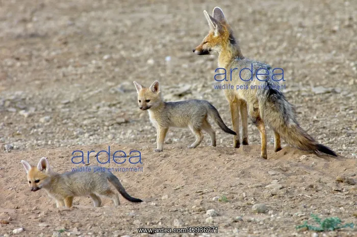  : Cape Fox - Female with pups at burrow entrance