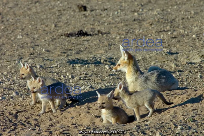 : Cape Fox - Female with pups at burrow entrance : Cape Fox - Female with pups at burrow entrance