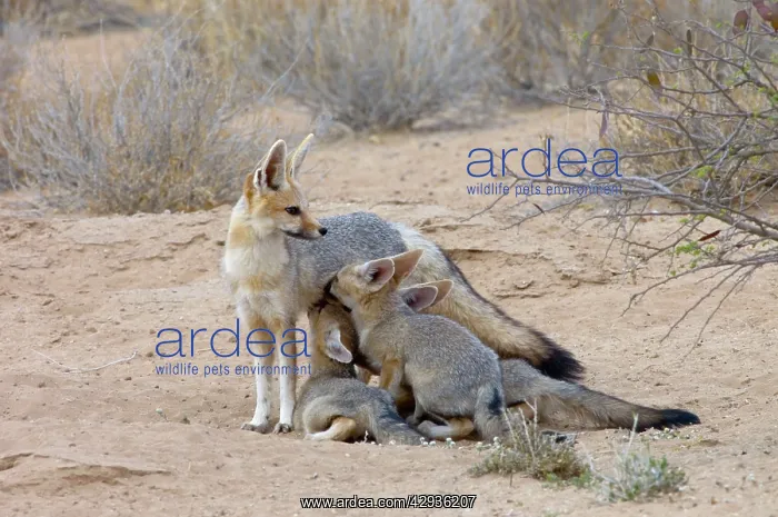 : Cape Fox - Female suckling well-grown pups : Cape Fox - Female suckling well-grown pups
