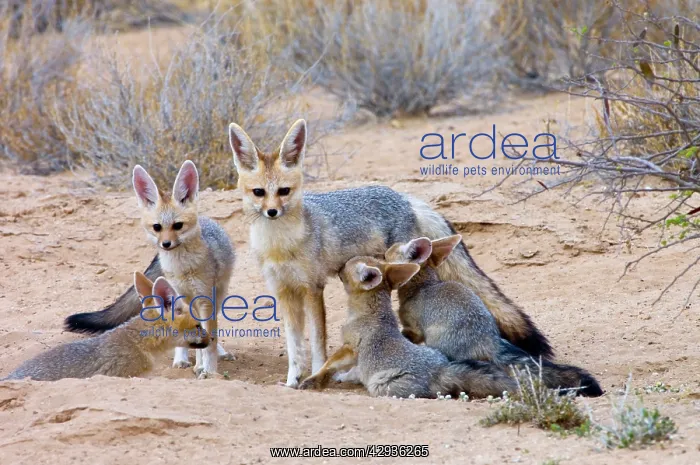 : Cape Fox - Female suckling well-grown pups : Cape Fox - Female suckling well-grown pups