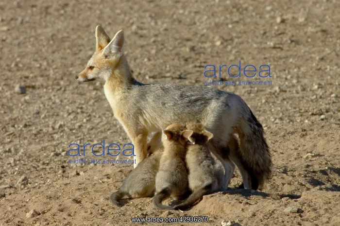 : Cape Fox - Female suckling young pups : Cape Fox - Female suckling young pups