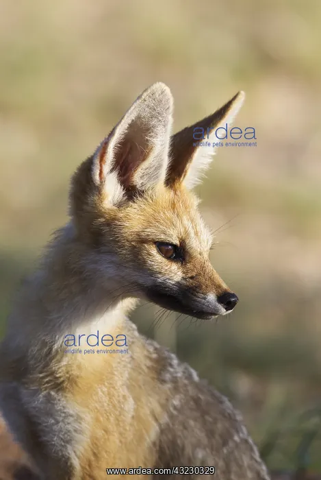 : Cape Fox - Kalahari Desert, Kgalagadi Transfrontier : Cape Fox - Kalahari Desert, Kgalagadi Transfrontier