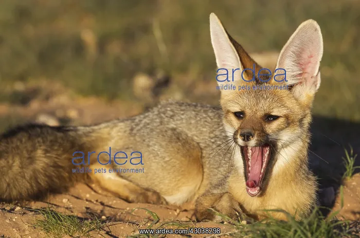 : Cape Fox - in the late evening at its burrow - yawning : Cape Fox - in the late evening at its burrow - yawning