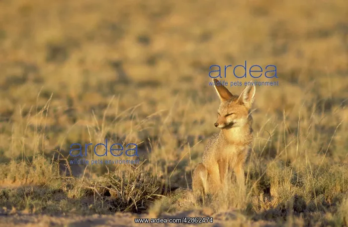 : Cape Fox - in the morning tired from the night activities : Cape Fox - in the morning tired from the night activities