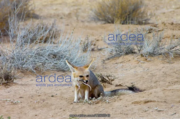 : Cape Fox - Pup eating striped mouse : Cape Fox - Pup eating striped mouse
