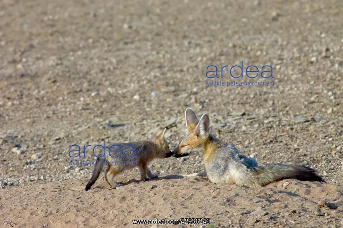 : Cape Fox - Pup greeting adult : Cape Fox - Pup greeting adult
