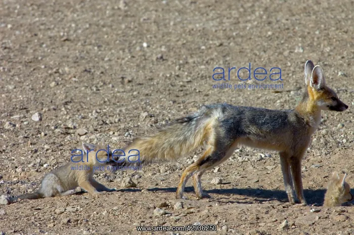 : Cape Fox - Pup pulling male's tail : Cape Fox - Pup pulling male's tail