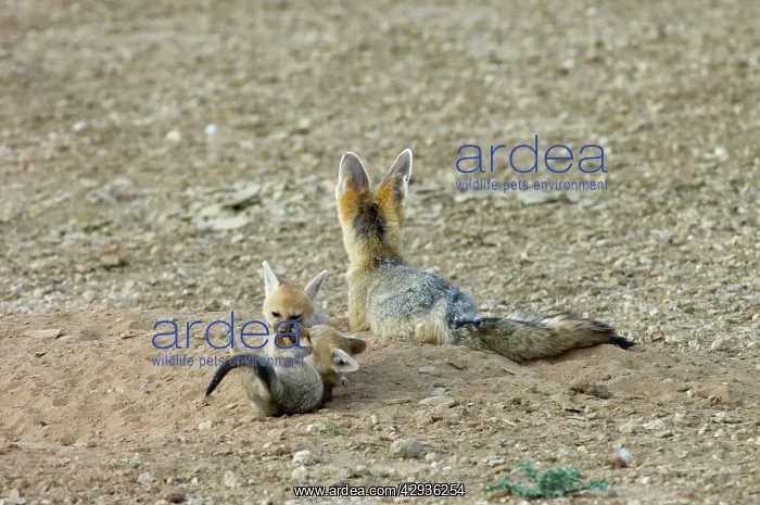: Cape Fox - Pups playing by adult : Cape Fox - Pups playing by adult