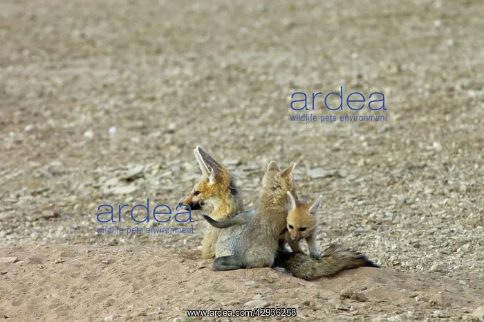  : Cape Fox - Pups playing by adult