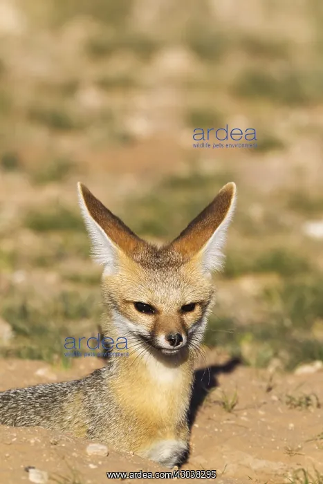  : Cape Fox - resting at its burrow - Kalahari Desert