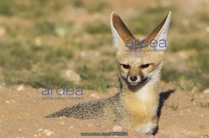 : Cape Fox - resting at its burrow - Kalahari Desert : Cape Fox - resting at its burrow - Kalahari Desert