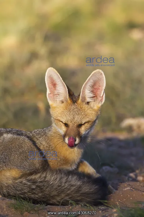 : Cape Fox - resting in the late evening at its burro : Cape Fox - resting in the late evening at its burro